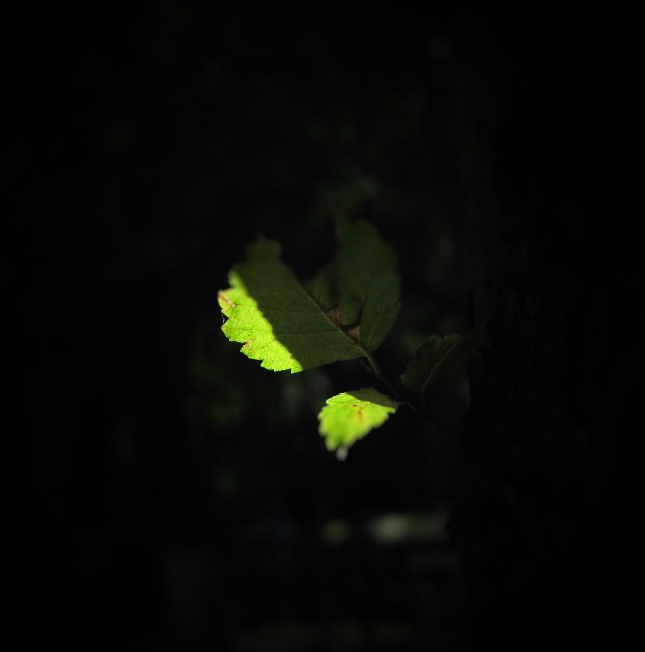 shadow