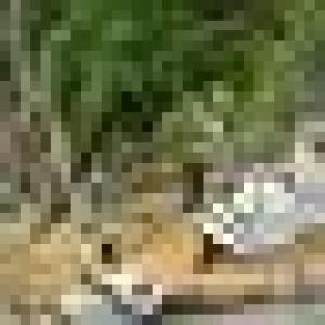 50x50
