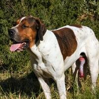 My Big Dog Named Dick